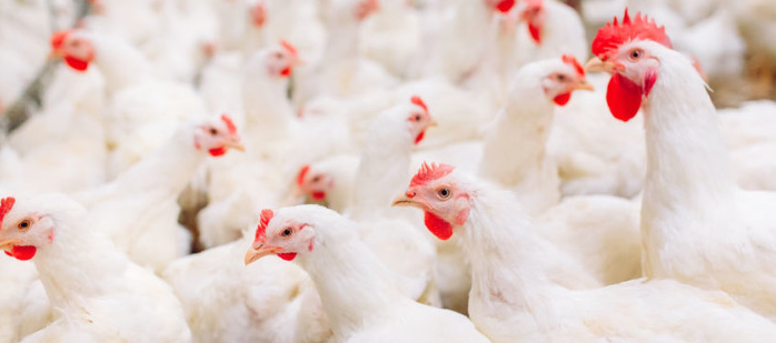 Healthy broiler chickens