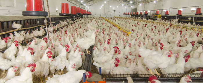 Poultry farm facility